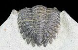 Bargain, Hollardops Trilobite - Visible Eye Facets #68612-5